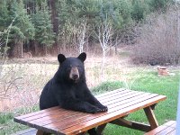 L'ours brun des Carpates