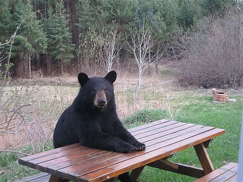 L'ours brun des Carpates